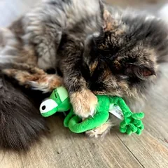 Aumüller žaislas katėms Chameleonas Olly, 1 vnt. — 3 nuotrauka