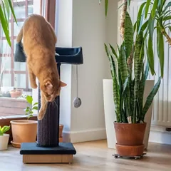 Ecomfy Alex pilka draskyklė katėms — 5 nuotrauka