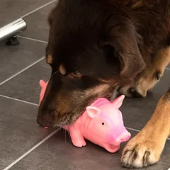 zooplus Exclusive žaislas šunims, latekso kiaulytė su garsu, 2 vnt., L 23 cm, ekonominiame rinkinyje — 4 nuotrauka
