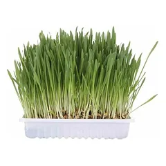 Trixie Cat Grass (bag) 100 g — 2 nuotrauka