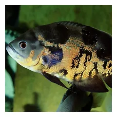 JBL ProNovo Cichlid Grano XL pašaras žuvims 1000 ml — 3 nuotrauka