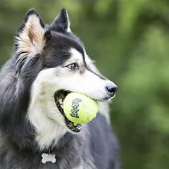 KONG SqueakAir Balls žaislas šunims, 3 vnt., Dydis S: Ø 5 cm — 3 nuotrauka