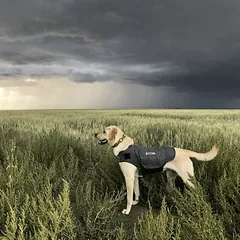ThunderShirt® nuraminanti liemenė šunims, pilka, Labai dideliems > 45 kg — 3 nuotrauka