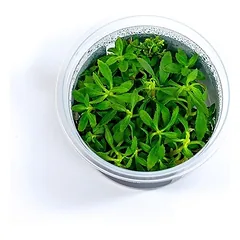 Akvariumo augalas Limnophila hippuridoides — 4 nuotrauka