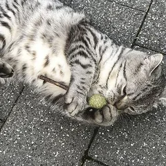 Aumüller Silver Vine dantų žaislas Lolli katėms — 5 nuotrauka