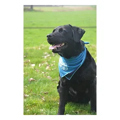 Vėsinanti skarelė vidutiniams šunims, CoolPets Cooling Bandana 63 x 43 cm (M) — 5 nuotrauka