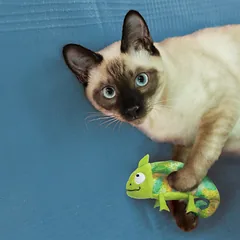 KONG Cat Refillables Catnip Hummingbird - kačių žaislas su katžole, blizgantis kolibris su katžolės atsargomis, Mała — 2 nuotrauka