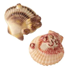 Aqua Della Aquariendekoration Sea Shell