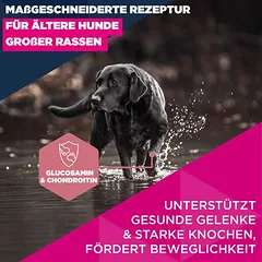 Eukanuba Premium Nutrition Senior Large & Giant Breed su vištiena, sausas maistas šunims, 3 - 4,9 kg — 4 nuotrauka