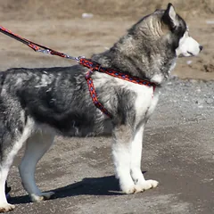 DINGO šuns pavadėlis WINNETOU 1,0x130 CM juodas — 4 nuotrauka