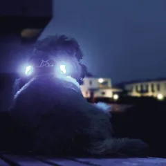Curli luumi LED 2 vnt.