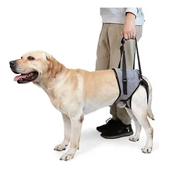 MCBOSON Hinterbeinstützgürtel für Hunde