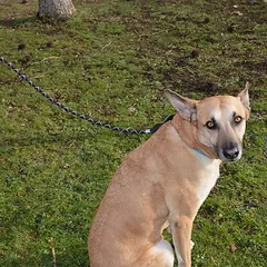 JULIUS-K9 IDC® virvinis pavadėlis, 120 cm ilgio, Ø 10 mm, juoda — 4 nuotrauka