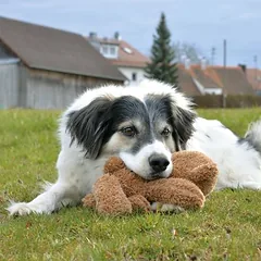 Petlando žaislas šunims Moodles, lokys, Dideliems 26–45 kg — 3 nuotrauka