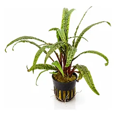 Cryptocoryne Balansae