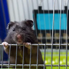 Šieno maišas Relaxdays, su plačiu tinklu, 30 × 30 × 1,5 cm — 3 nuotrauka
