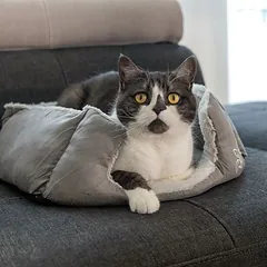 beeztees guolis katėms Baboo, L 48 x B 37 x H 18 cm — 2 nuotrauka