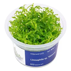Akvariumo augalas Limnophila Vietnam
