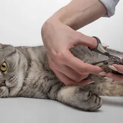 Pet Nova nagų žirklės katėms ir šunims — 5 nuotrauka