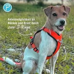 Petlando Outdoor petnešos, oranžinės, Mažiems 5–10 kg — 2 nuotrauka