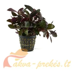 Lobelia cardinalis
