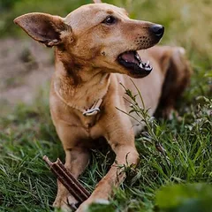 Green Petfood Denties su tapioka, skanėstai šunims — 2 nuotrauka
