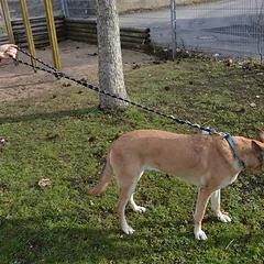JULIUS-K9 IDC® virvinis pavadėlis, 120 cm ilgio, Ø 10 mm, juoda — 2 nuotrauka