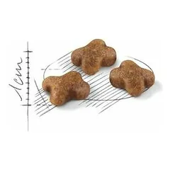 Royal Canin FHN Kitten sausas maistas kačiukams 10 kg — 4 nuotrauka