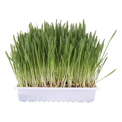 Trixie Cat Grass žolė katėms dubenyje, 100 g — 3 nuotrauka
