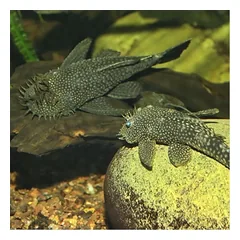JBL ProNovo Pleco Wafer XL pašaras žuvims 250 ml — 4 nuotrauka