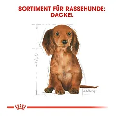 Royal Canin Dachshund Puppy sausas maistas šuniukams — 5 nuotrauka