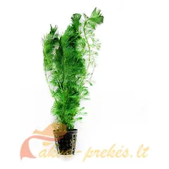 Cabomba aquatica