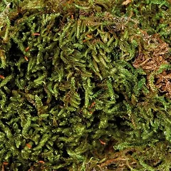 Trixie Terrarium Moss 200 g — 2 nuotrauka