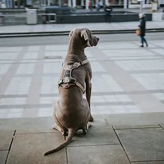 HUNTER petnešos Divo Camouflage, smėlio spalvos