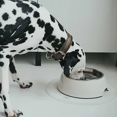 HUNTER dubenėlis iš melamino šunims, 700 ml, baltas — 5 nuotrauka