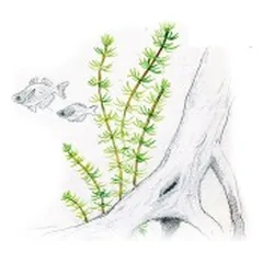 Akvariumo augalas Bacopa myriophylloides — 2 nuotrauka