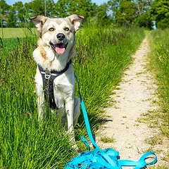 Pawz & Pepper ilgas pavadėlis Strong, mėlynas, 5 m ilgio, 10 mm pločio — 2 nuotrauka