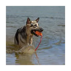 KONG Aqua Medium  - dog toy — 4 nuotrauka