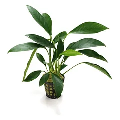 Anubias Congensis F