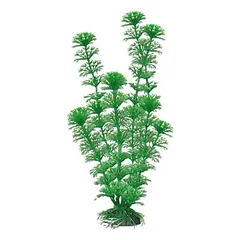 AMTRA CABOMBA augalas labai didelis 33cm 1vnt