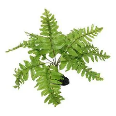 Terariumo dekoras: „Repti Planet Nephrolepis“ papartis, 20 cm