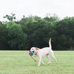 Chuckit! Rope Fetch virvė, žaislas šunims, Dideliems 26–45 kg — 4 nuotrauka