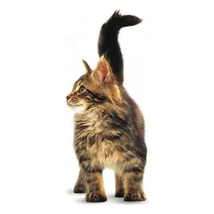 Royal Canin Maine Coon Kitten sausas maistas kačiukams, > 10 kg — 5 nuotrauka