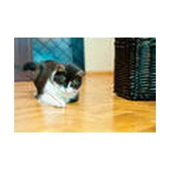 KONG Cat Laser Pointer - cat toy — 4 nuotrauka