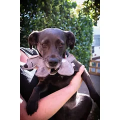 DOGGY DOODLES žaislas šunims asiliukas, pilkas, 17 cm — 2 nuotrauka