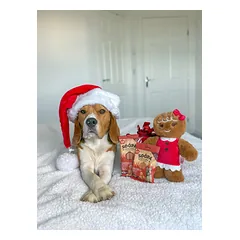 SOOPA Imbierinių meduolių skonio lazdelės šunims, Gingerbread Biscuit Dog Dental Sticks — 4 nuotrauka