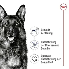 Royal Canin Maxi Adult sausas maistas šunims, > 10 kg — 3 nuotrauka