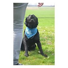 Vėsinanti skarelė vidutiniams šunims, CoolPets Cooling Bandana 63 x 43 cm (M) — 4 nuotrauka