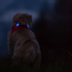 Curli luumi LED 2 vnt., juoda (Ø 3,2 x H 1,1 cm) — 2 nuotrauka