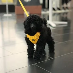 Rukka petnešos Tiny, geltonos, Vidutiniams 11–25 kg — 4 nuotrauka